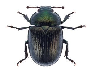 Scarab beetle dorsal view with iridescent black-green elytra, detailed legs and antennae captured in macro on isolated background