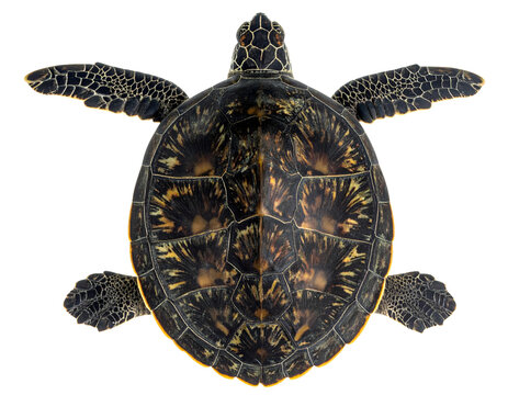 Sea turtle top view showing dorsal shell carapace pattern and flippers on isolated background