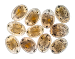Amphibian eggs as oval gelatin capsules with visible embryos arranged in a group macro on isolated background