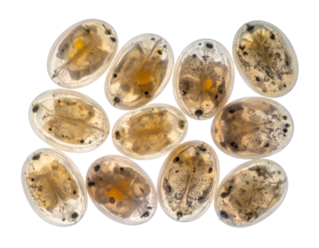 Amphibian eggs as oval gelatin capsules with visible embryos arranged in a group macro on isolated background