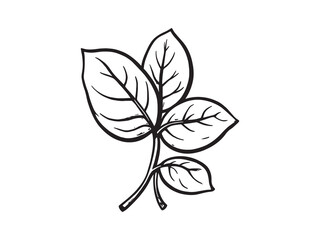 Basil Leaf Vibrant Fragrant Leafy Herb