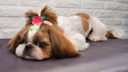 Haircut Maltese in the grooming salon. Dog lying on a table for grooming. Happy dog with ponytails.