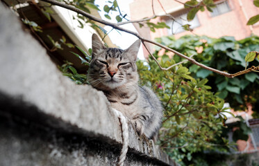 Striped cat rest on a brick wall with green plant on background