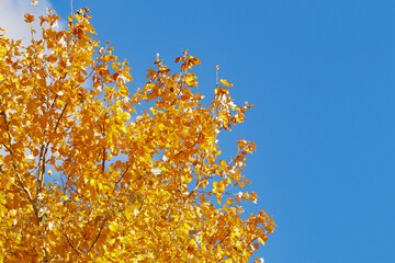 Bright autumn scene with golden tree leaves against a blue sky and fluffy white clouds. Natural seasonal background, outdoor landscape.