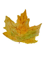 maple leaf isolated on white