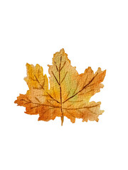 autumn maple leaf