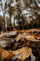 A close-up, low-angle shot of a thick carpet of dry, fallen autumn leaves on the ground, with a blurred park path and trees in the background.