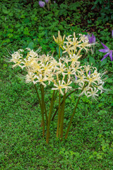 Yellow lycoris flowers blooming in the autumn garden.