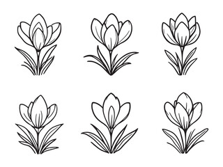 Crocus flower blooming in early spring