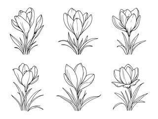 Crocus garden beauty with vibrant petals