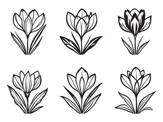 Crocus wild charm in natural field