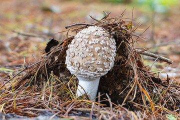 Amanita sychnopyramis mushroom growing wild in an autumn forest.