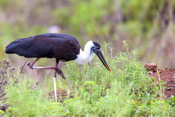 White-Collared Grace-Asian woolly-necked stork or Asian woolly neck (Ciconia episcopus) at Bhigwan, Maharashtra, India