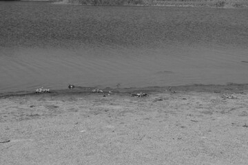 playa en blanco y negro