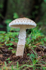 Amanita volvata growing in an autumn forest.
