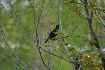 turpial de hombros rojos (Agelaius phoeniceus)