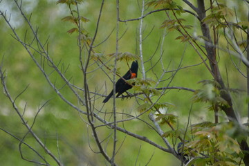 turpial de hombros rojos (Agelaius phoeniceus)