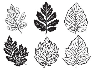 Fototapeta premium Castor Leaf Fresh Healing Plant Extract