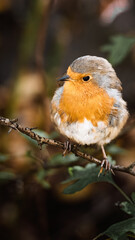 Robins perched at Hauxley Nature Reserve, September 2025