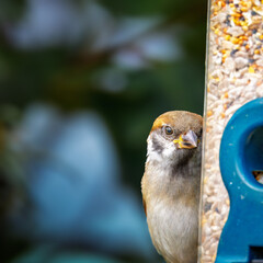 Tree Sparrows, Perched and on feeders, Hauxley Nature Reserve, August 2025