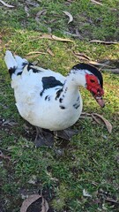 Ducks walking on a sunny farmyard, surrounded by nature and rustic charm, symbolizing rural life, simplicity, and natural living.
