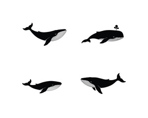 Four distinct black and white illustrations of humpback whales in various swimming poses against a clean white background