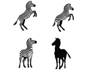Four distinct zebra illustrations in various poses including rearing standing and a silhouette against a clean white background