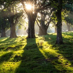 Naklejka premium Sunbeams pierce through a tranquil grove of ancient trees, casting long shadows on the dewy meadow.