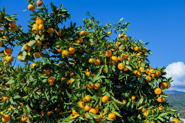 Delicious mandarin oranges in a mandarin orchard against the blue sky.