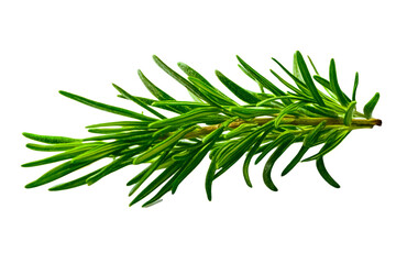 Fototapeta premium Rosemary twig isolated on a transparent background background. Fresh rosemary leaf branch. Herbal spices, hair care, healthy food, cooking design elements. cut out, PNG, top view / flat lay