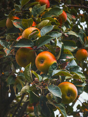 Cluster of Ripe Apples on a Tree Branch in Orchard