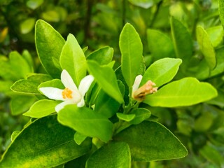 lily of the The musk orange flower is known for its fragrant and refreshing aroma. The fruit is...