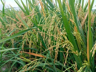 photo of rice grains starting to turn yellow, indicating that they are starting to ripen and are ready to harvest