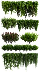Various plants and hedges on a white background