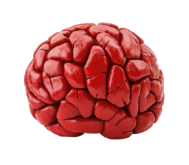 Human brain model detailed anatomical structure in red color on black background