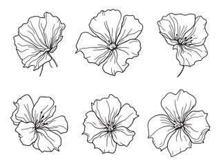 Nasturtium Beautiful Garden Flower Blooming Bright