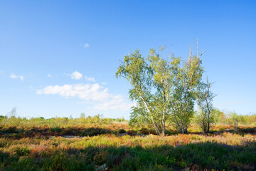 Obraz premium Heather flowering on the plateau of Coquibus in the Fontainebleau Massif