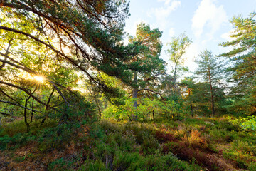 La Roche feuilletée hill in the Fontainebleau Massif. 