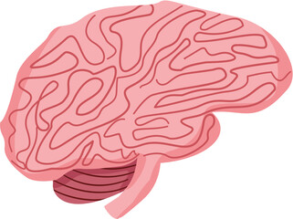 human brain vector illustration
