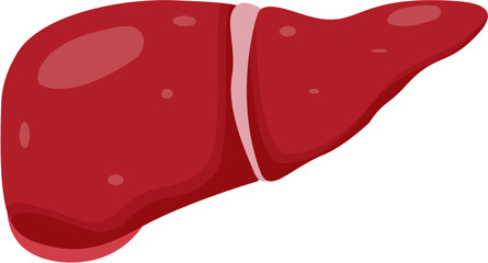 Human liver organs