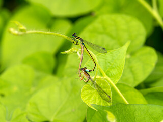 交尾をする繁殖期のアオモンイトトンボ