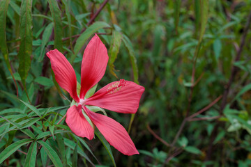 Beautiful red crimson scarlet rosemallow flowers blossoms in the garden.