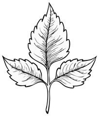 Hand drawn botanical illustration of a compound leaf with three leaflets in a classic black and white line art style.