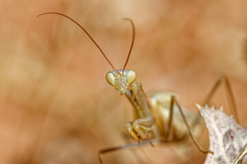 Gros plan de mante religieuse