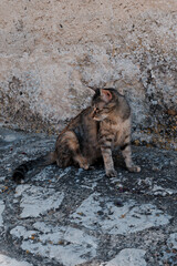 Chat assis dans les rues de Mirmande