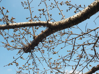 Cherry tree branches with budding flowers against a clear sky.