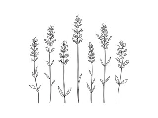 Lavender Flower Inspires Serenity And Joy