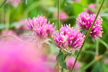 Fireworks Amaranth, scientific name Gomphrena pulchella L., has pale pink-purple flowers blooming...