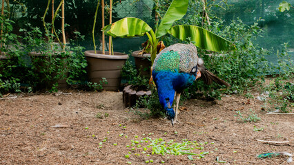 Majestic peacock explores vibrant garden, echoes of Diwali's opulence, lush foliage whispering...
