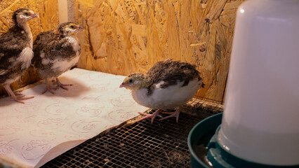Young turkey poults huddle under warm light, evoking rustic farmstead vibes and Thanksgiving...